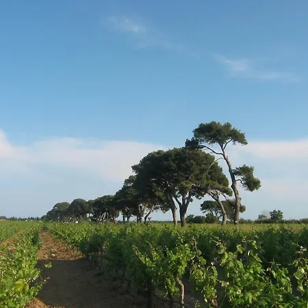 Domaine La Yole Wine *